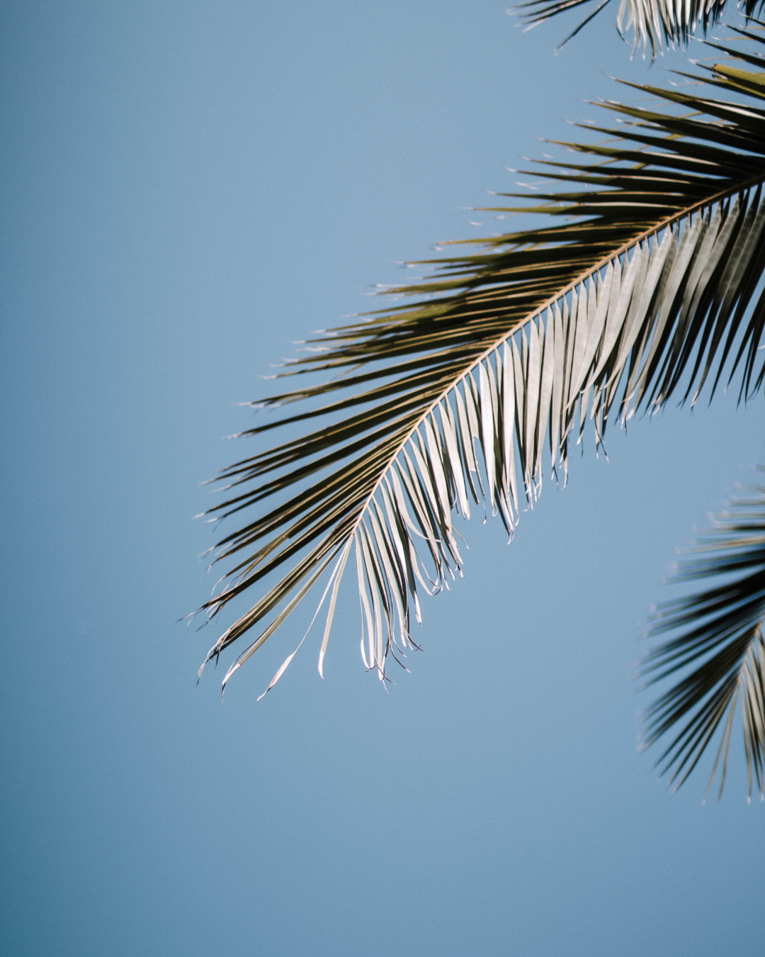 Palm Leaves Background